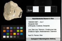 Foto (Objekt + Etiketten) von Decapoda indet. 